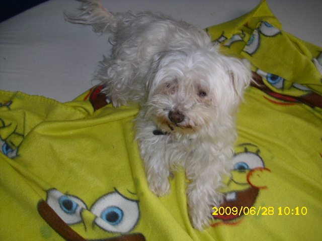 Trixi (Malteser, Yorkshire Terrier) Malteser Yorkshire Terrier 